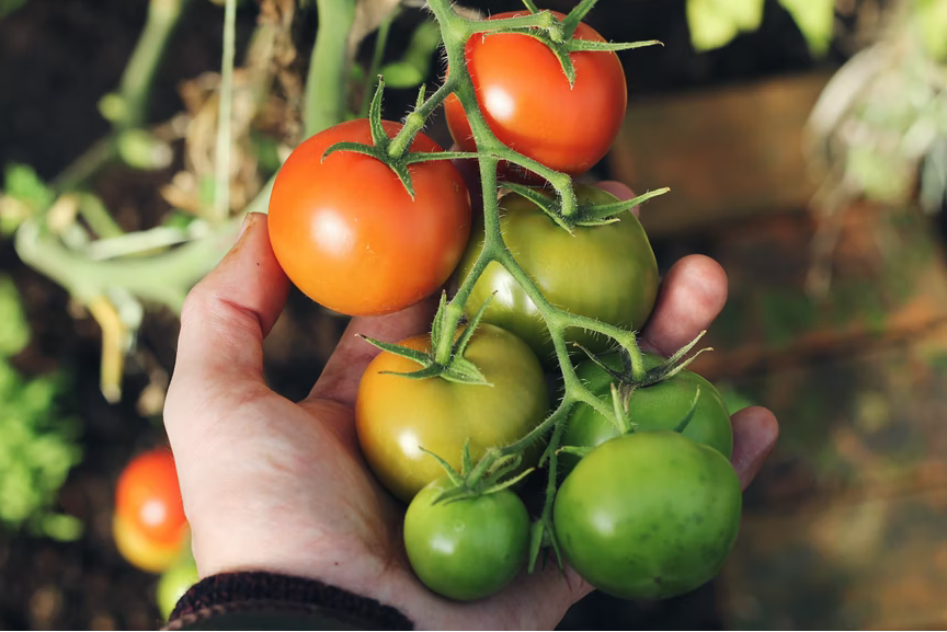 A Person Holding Green and Red Tomatoes