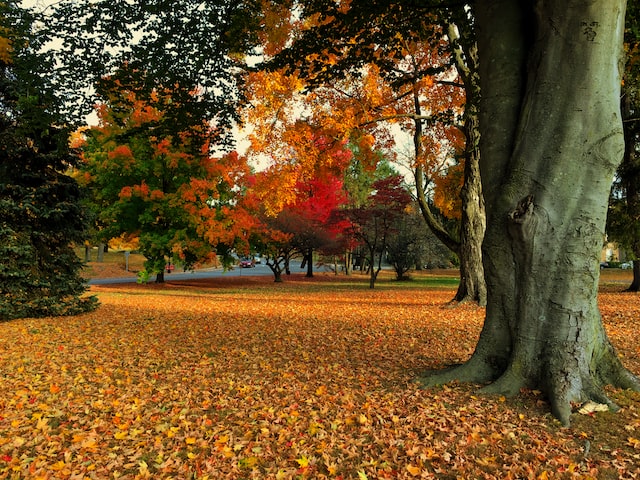 Popular Spots for Fall Foliage in Oshawa